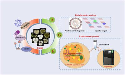 Analysis of Whole-Genome facilitates rapid and precise identification of fungal species